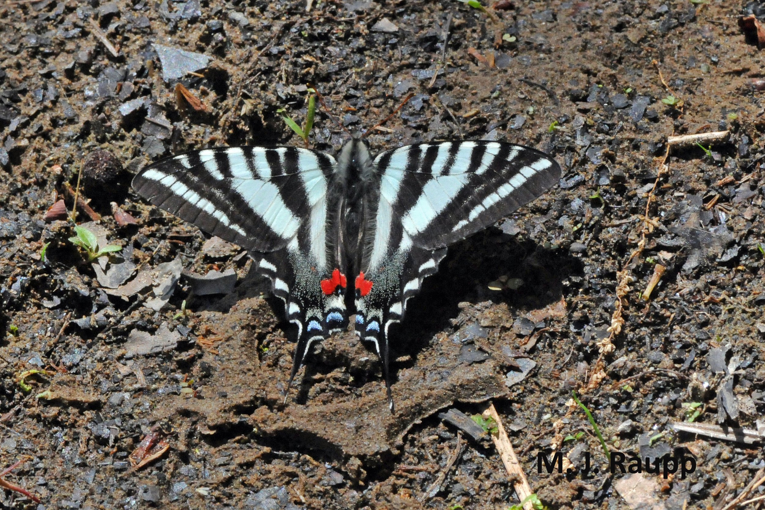 Zebras make a spring debut along the Potomac: Zebra swallowtail